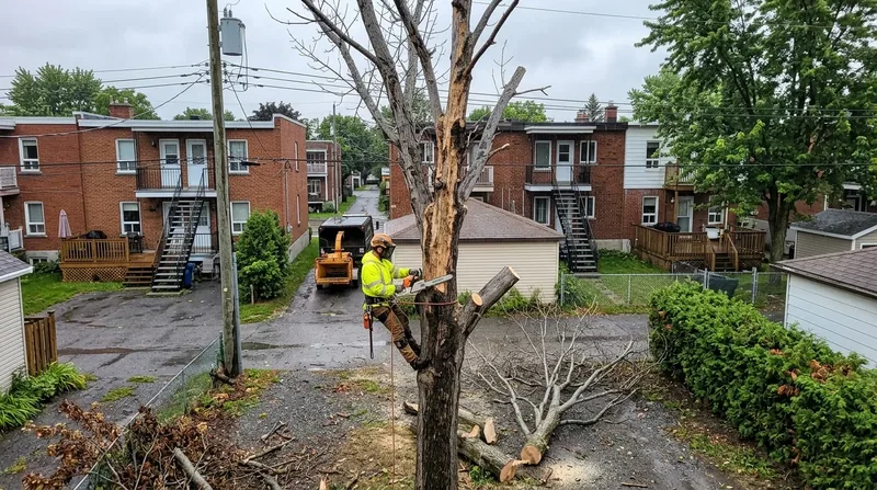 Abattage de frêne Montréal