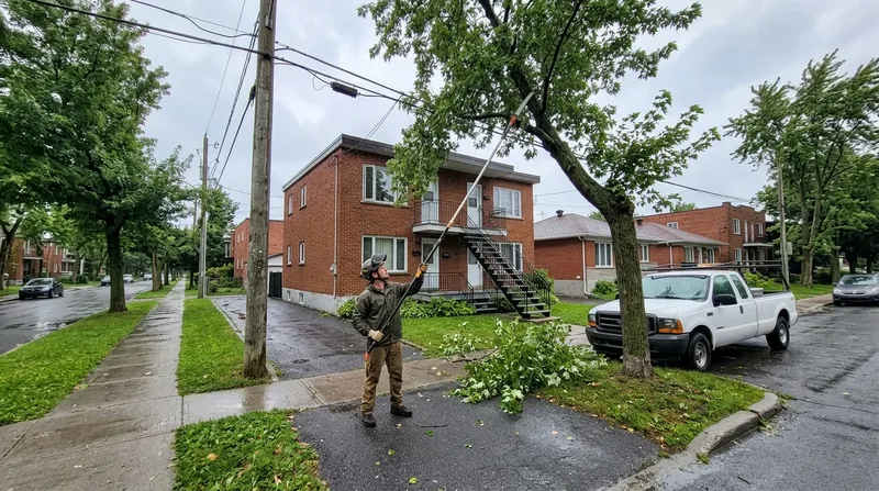 Arbres près des fils Montréal